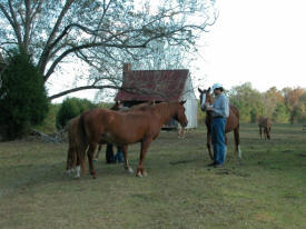 Horses, by Greer Geiger