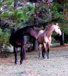 Horses, by Greer Geiger