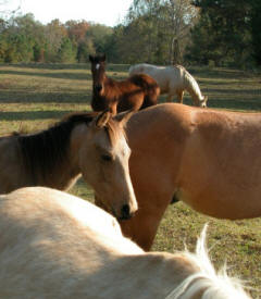 Horses, by Greer Geiger