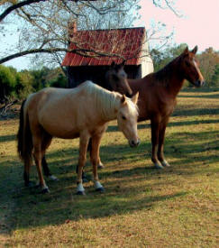 Horses, by Greer Geiger