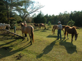 Horses, by Greer Geiger