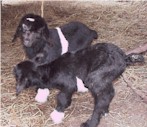 Goats born March 1999 - 2 females