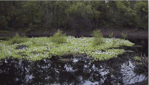 Small lagoon pond near the house