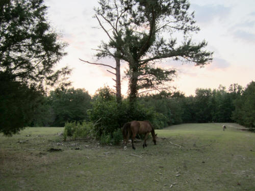 May 29, 2011 - Old Well