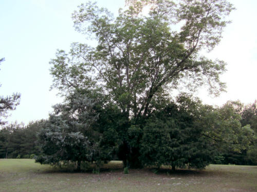 May 29, 2011 - Pecan Tree