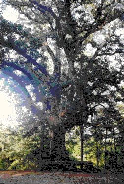 Photo - Hog Killin' Time Oak Tree